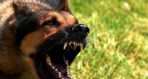 Злая собака: как защититься