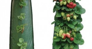 Бизнес идея: Выращивание клубники в мешках круглый год